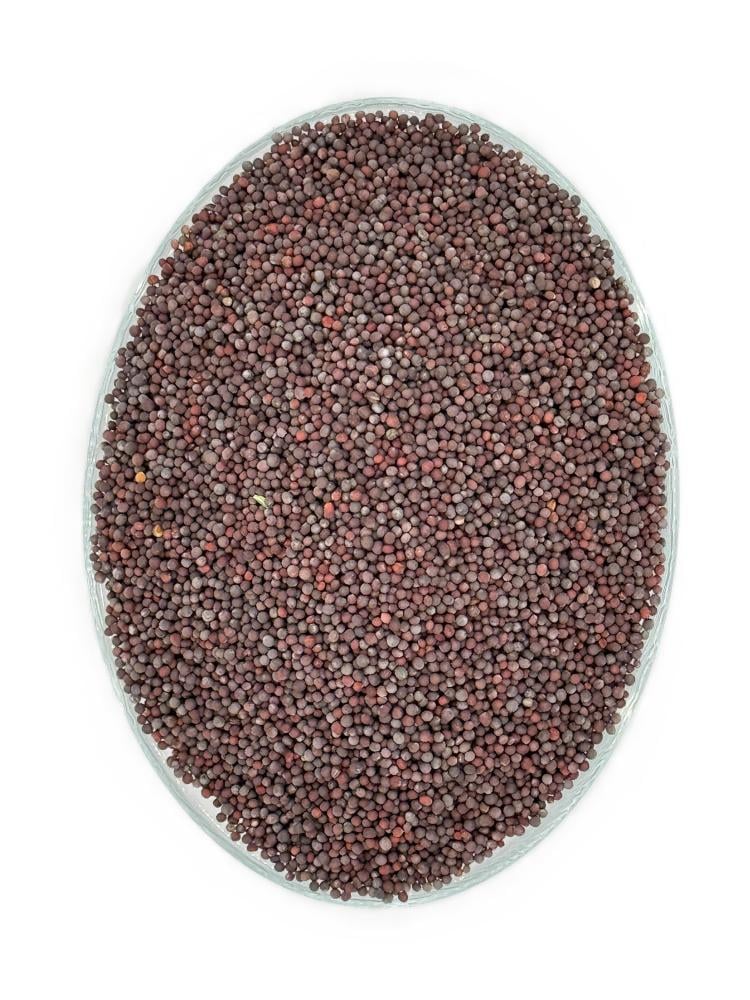 Mustard Seed – رائی دانہ